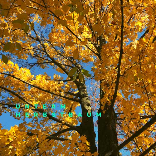 Unterm Herbstbaum Achtsamkeitsrituale