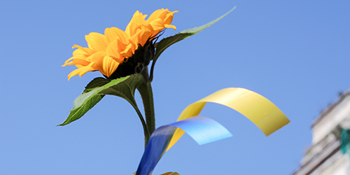 Blume für Ukraine